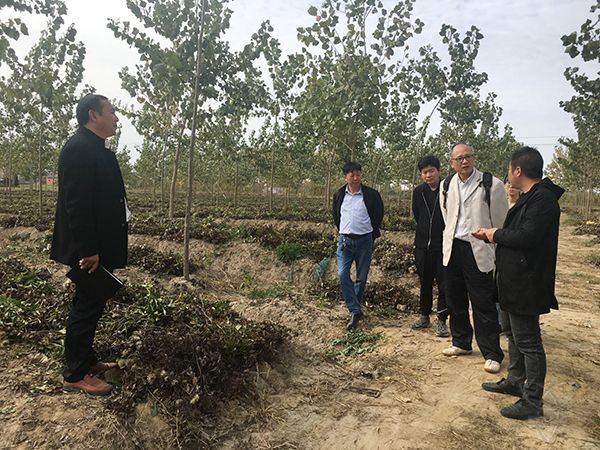 南林大专家到白马湖调研新品新法杨树项目