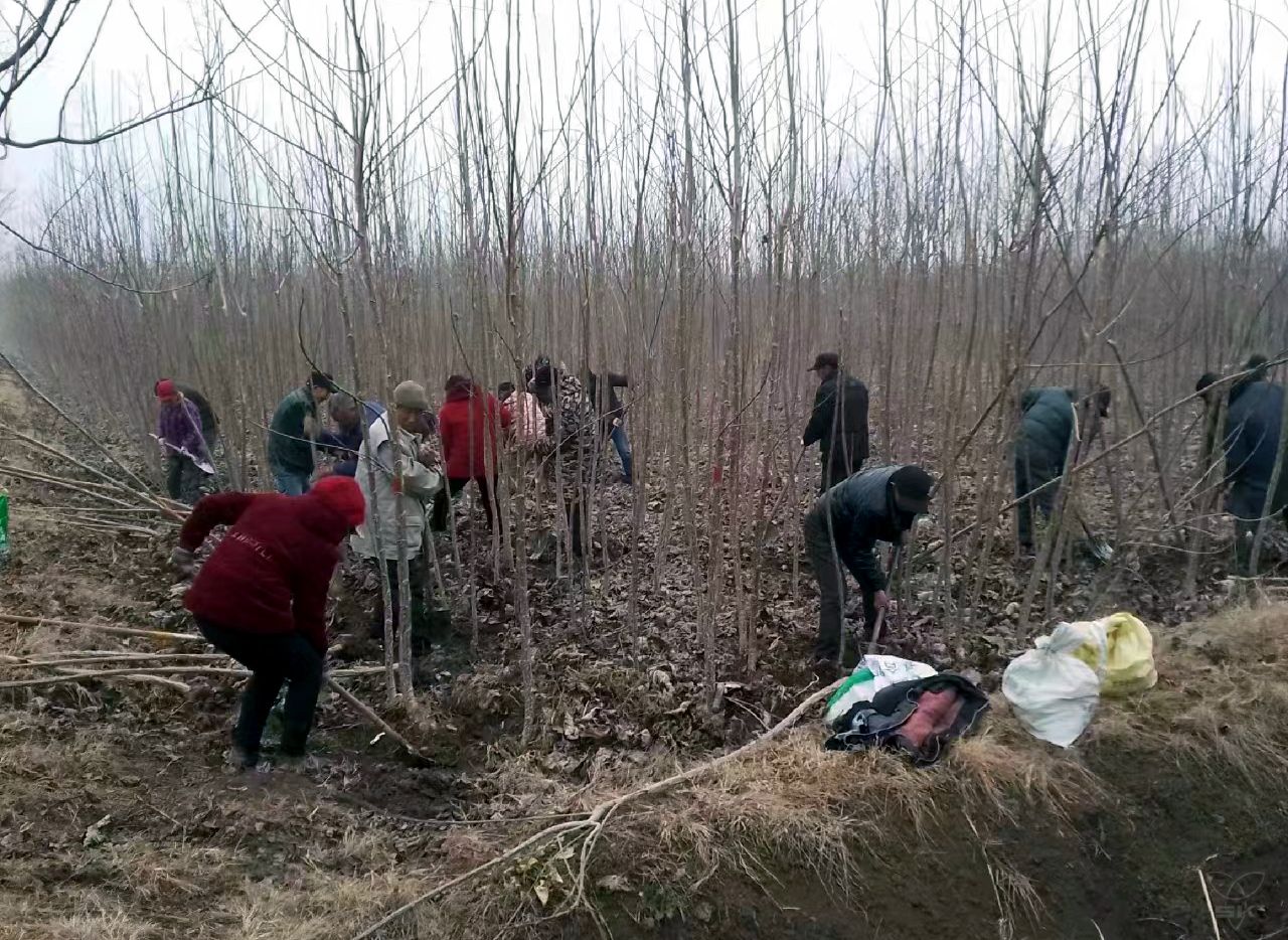 农场公司15万株无飞絮杨树苗销售一空