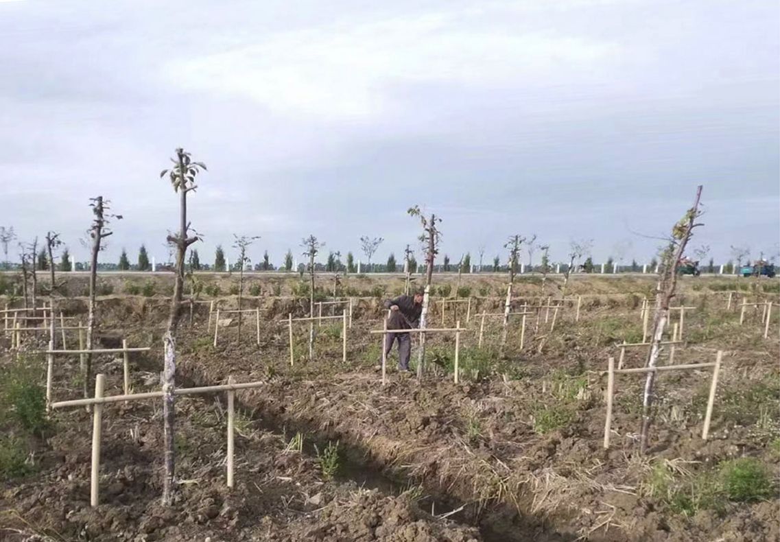 已有3000余株樱花在场“安家”