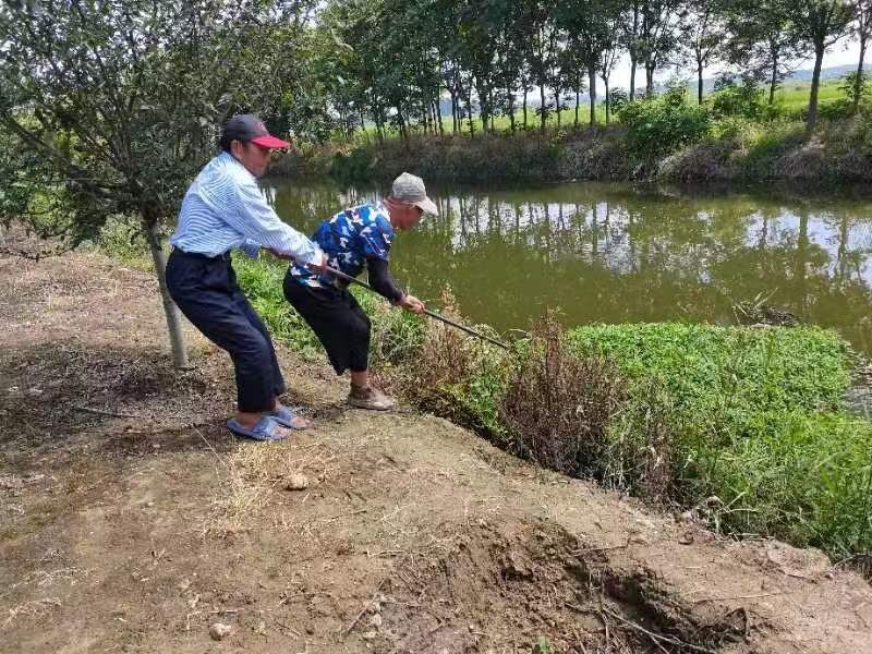 前进居委会：开展河道水花生集中清理行动