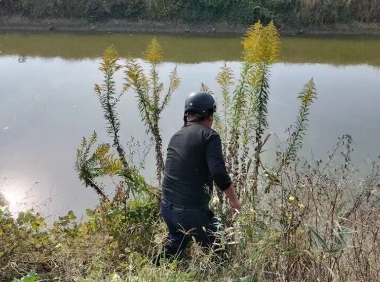 第三生产区：清除“一枝黄花” 守护生态安全