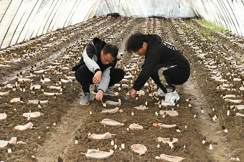 春收丨农场公司：“菌中之王”羊肚菌试种成功