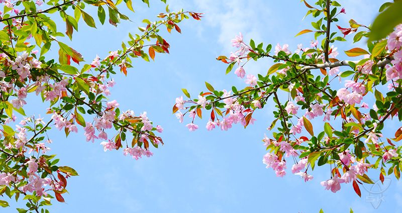 一路“繁花”，白马湖“美丽经济”持续升温